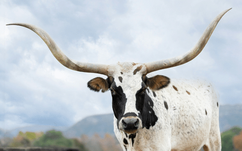 Legends of Texas: Art Exhibit Opening + Saturday Art Fair